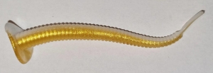GUMA MR BAITS PIJAWKA RYBIA 80mm BIAŁO ZŁOTA 2 szt.