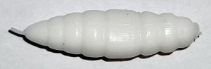 GUMA MR BAITS LARWA 36mm BIAŁA 2 szt.