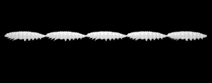 Libra Lures Larva Multi 001 White Cheese 25szt