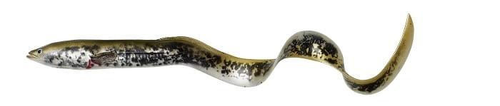 63776_15cm_12g_30pcs_Lamprey_PHP_.jpg