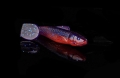 OH4-L682b.jpg