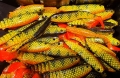 cannibal_fire_perch (1).jpg