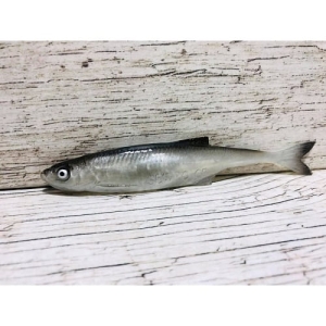 Guma SEWRO Ukleja 12,5cm Czarna naturalny Ogon