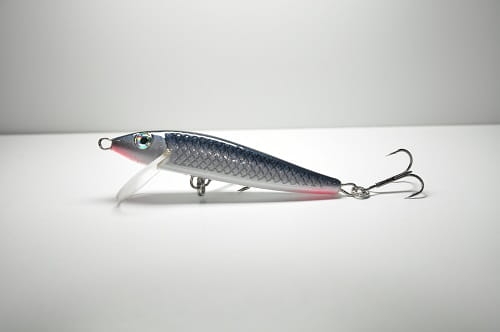 Zander 8 #Z004.JPG