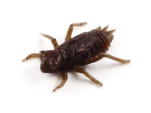 FishUP Dragonfly 2cm #050 Gr Pumpkin Brown Red Purple 12szt